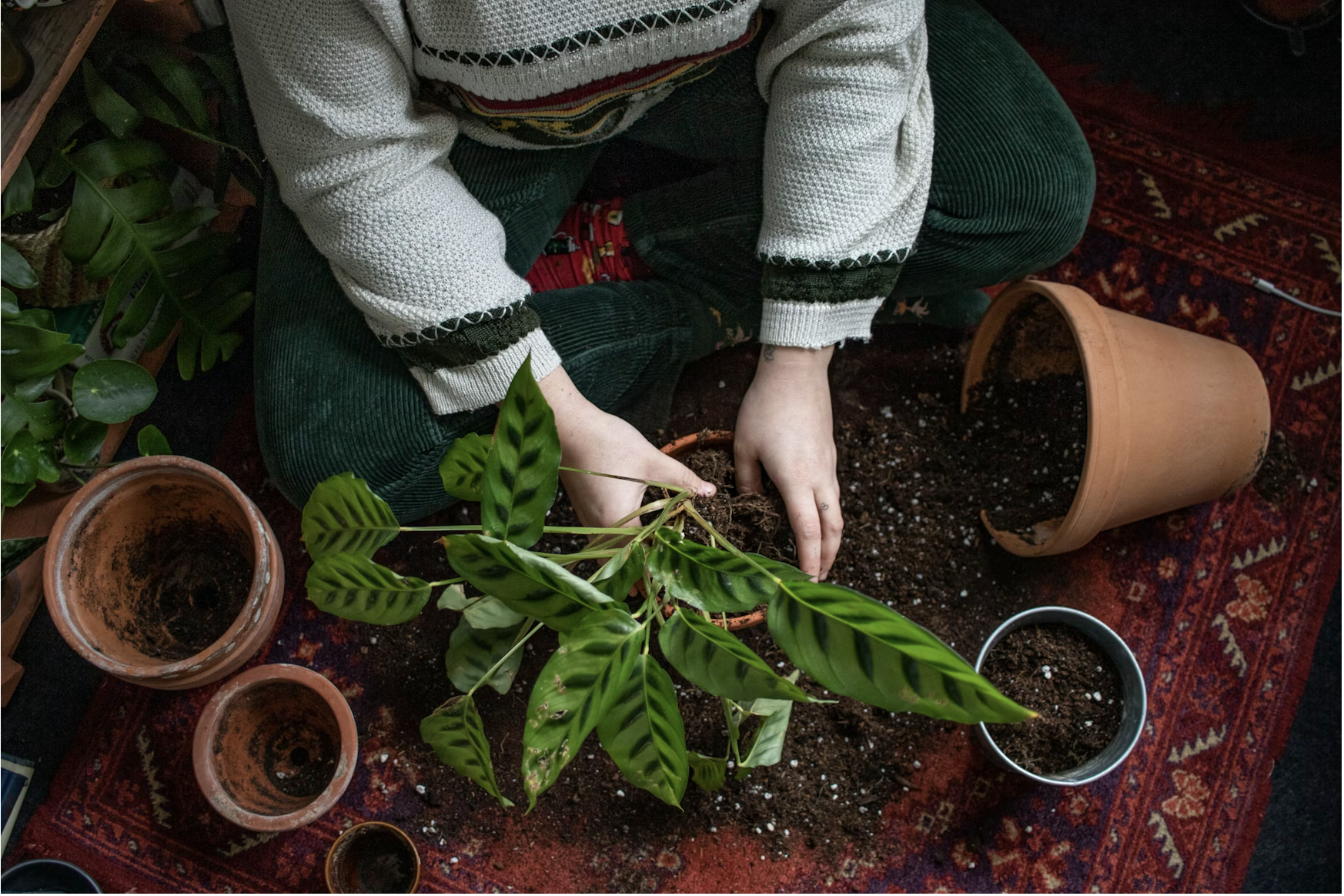 Création de jardin avec plantation d'arbres en Alsace