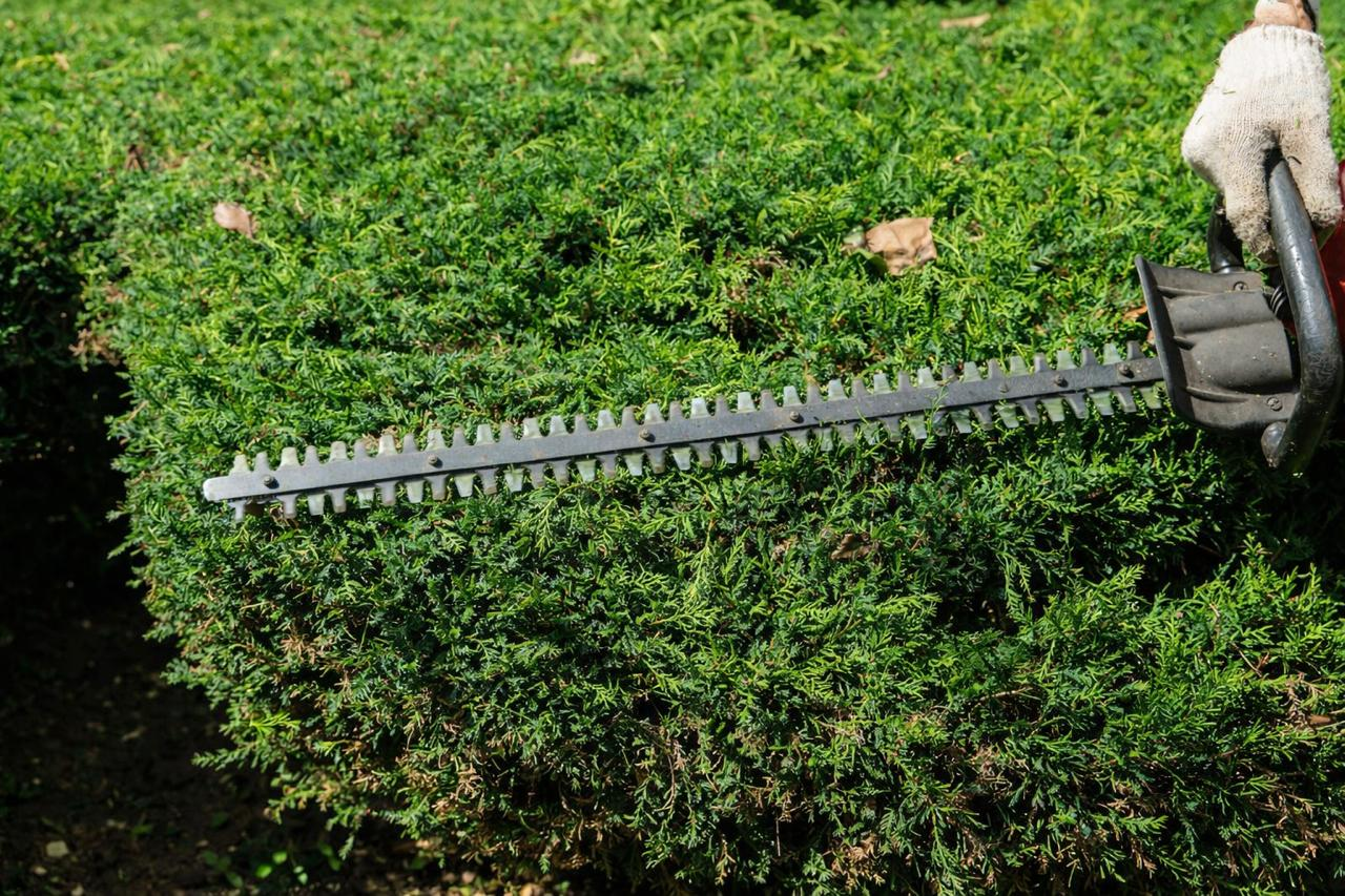 Taille de haie au sécateur en Alsace